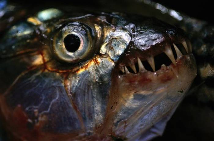 Widely distributed across much of Africa, tiger fish are fierce predators with large, razor-sharp teeth. They often hunt in packs and occasionally eat large animals. Attacks on human beings are rare but not unheard of.