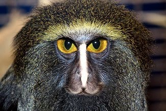 Animales Extranos Mono Con Cara De Buho