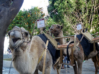 Camellos en la Plaza de la Encarnación - Sevilla