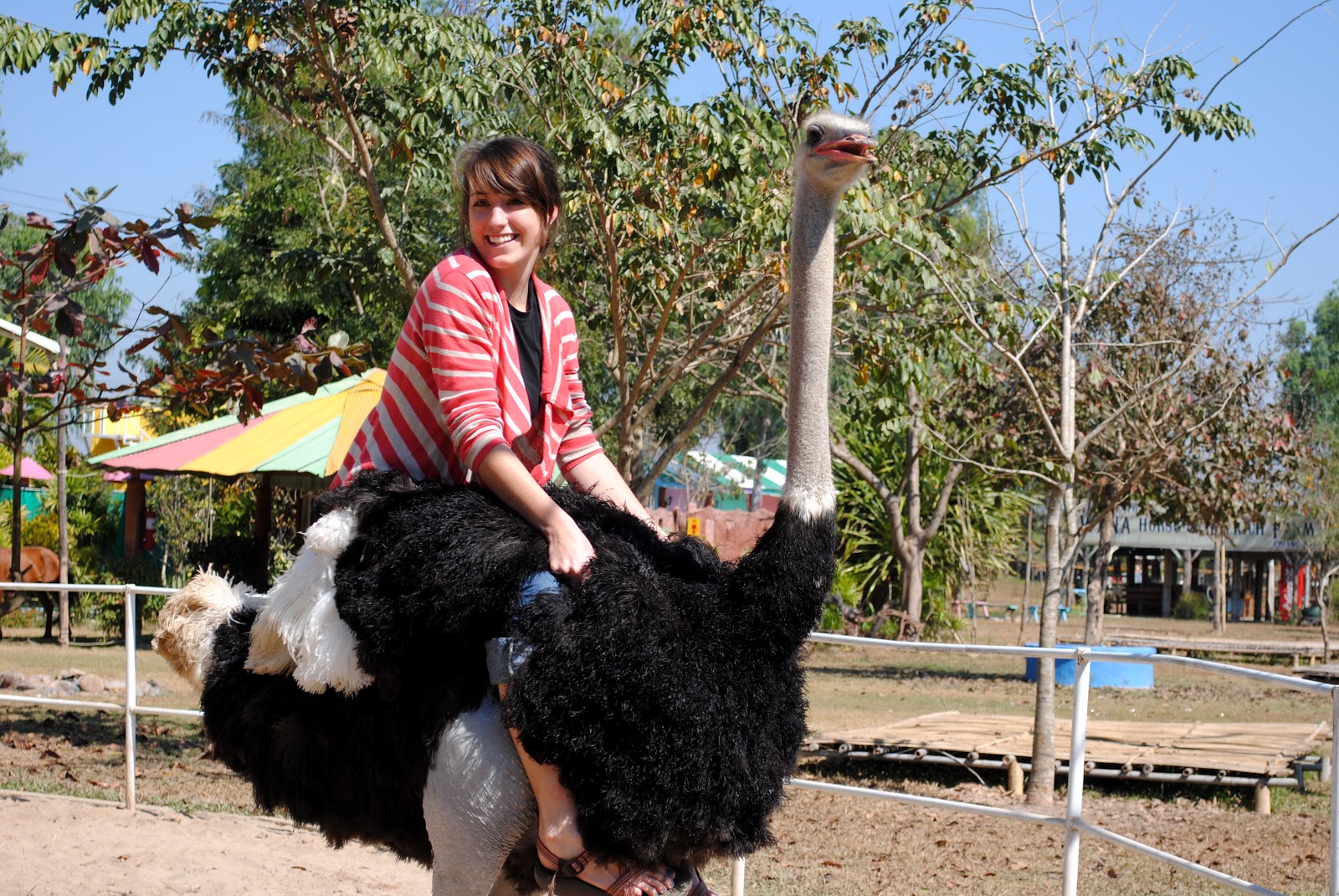 Thailand: Riding Ostriches
