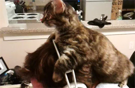 Video : 毛皮の帽子状態のとってもかわいい肩車ネコ ! !
