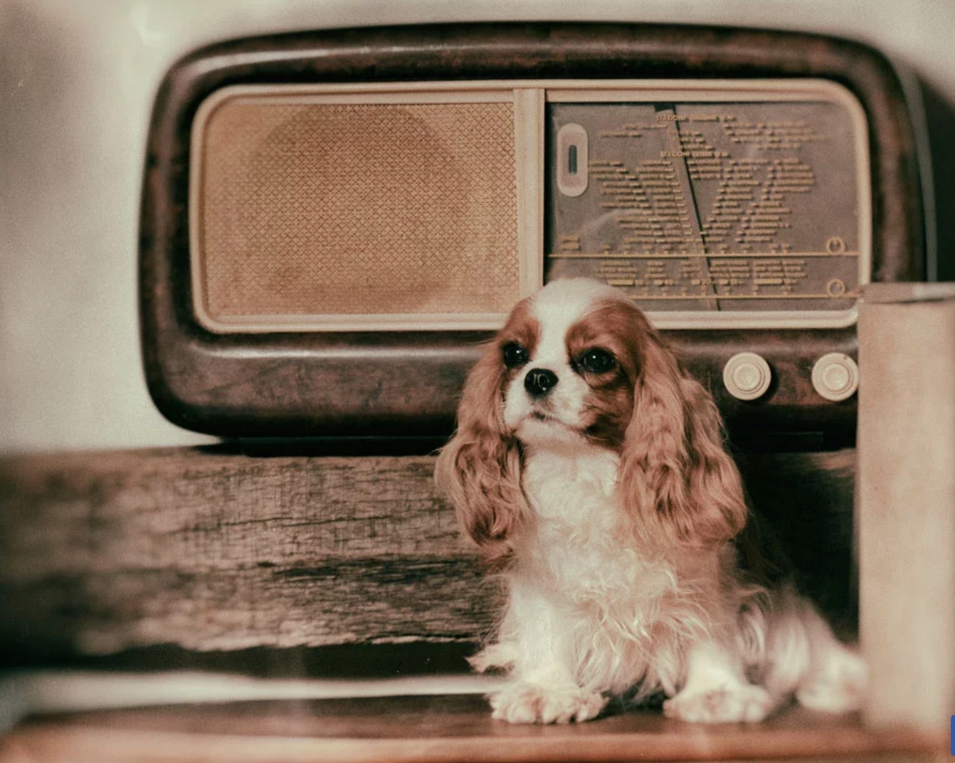 Включи радио для собак. Щенок радио. Успокаивая музыка о собаке.