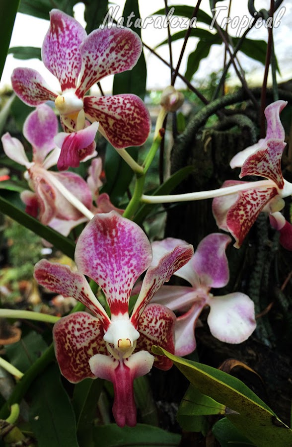 Floración de una variedad de Vanda tricolor