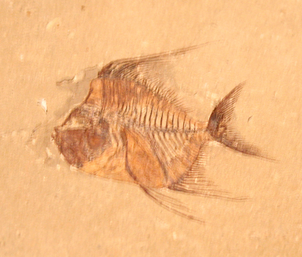 Louisville Fossils and Beyond Aipichthys velifer Fish Fossil