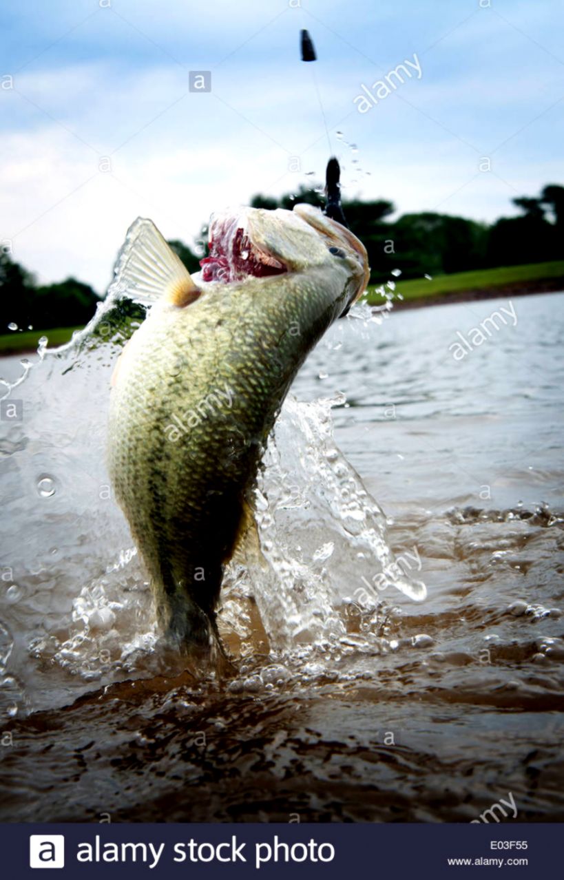 Largemouth Bass Jumping Out Water Pictures Wallpapers Record