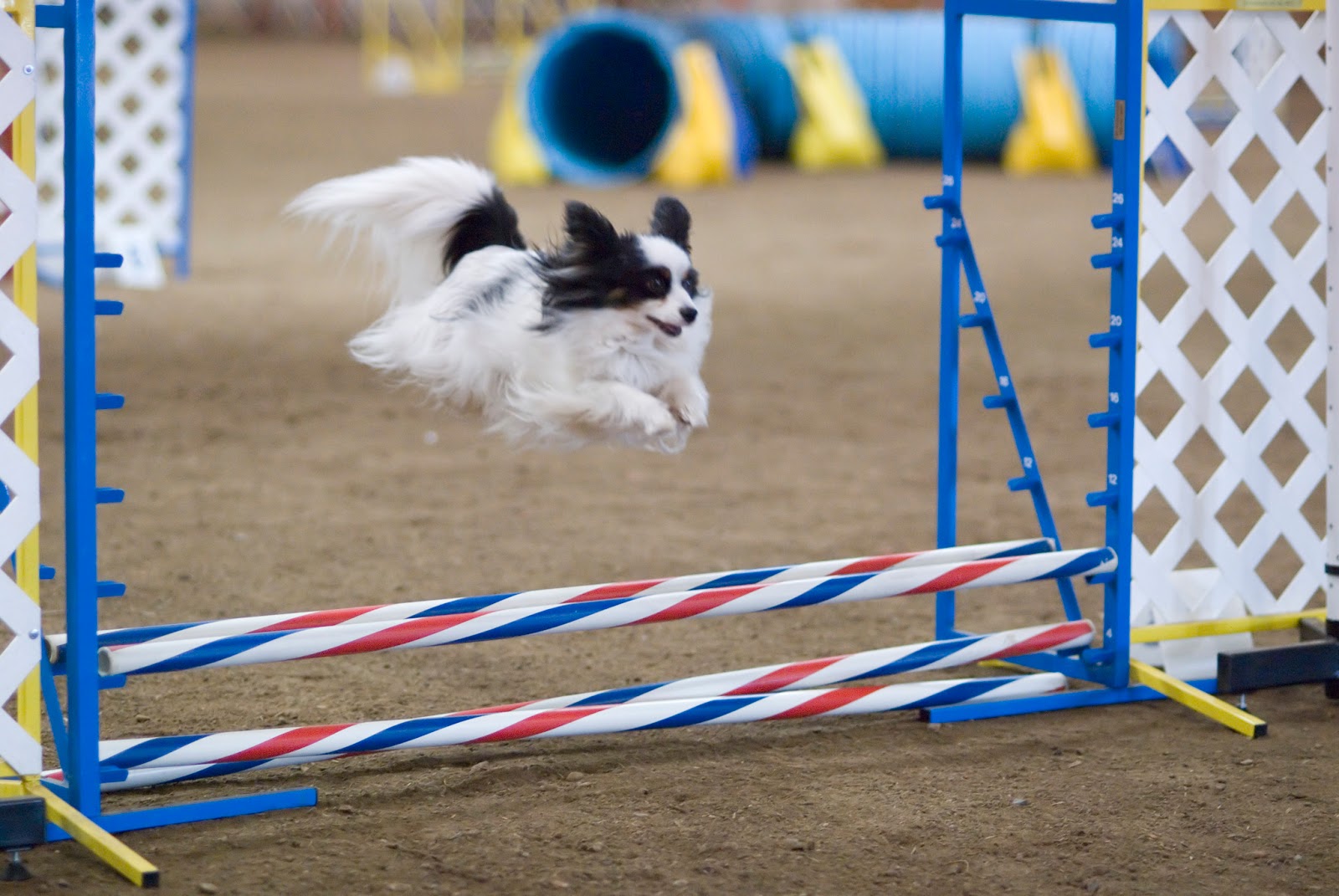 Enriching Your Dog's Life Agility Training 101 Jumping