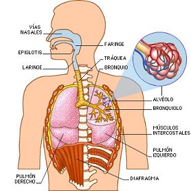 Sistema Respiratorio 2-