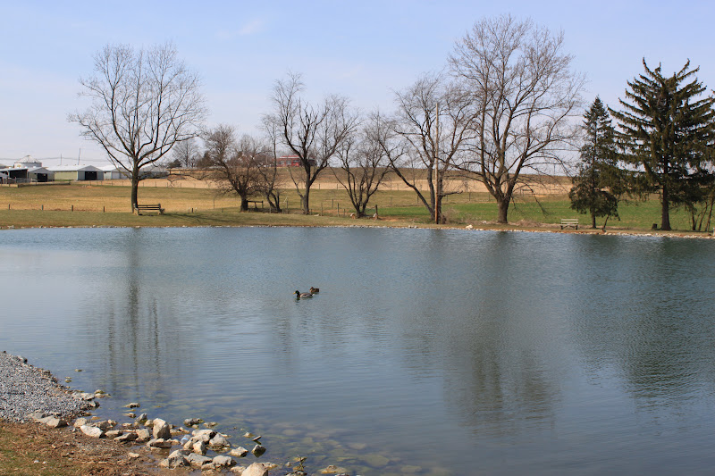 Farmland to Lakes Nolt's Pond, New Holland, Pennsylvania