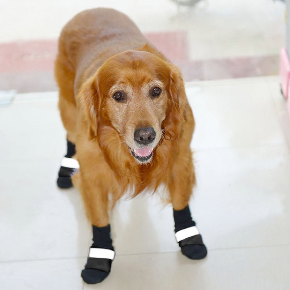 13 Easy Ways to Keep Your Dog Cool This Summer Dans le Lakehouse