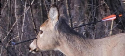 Αποτέλεσμα εικόνας για arrow deer