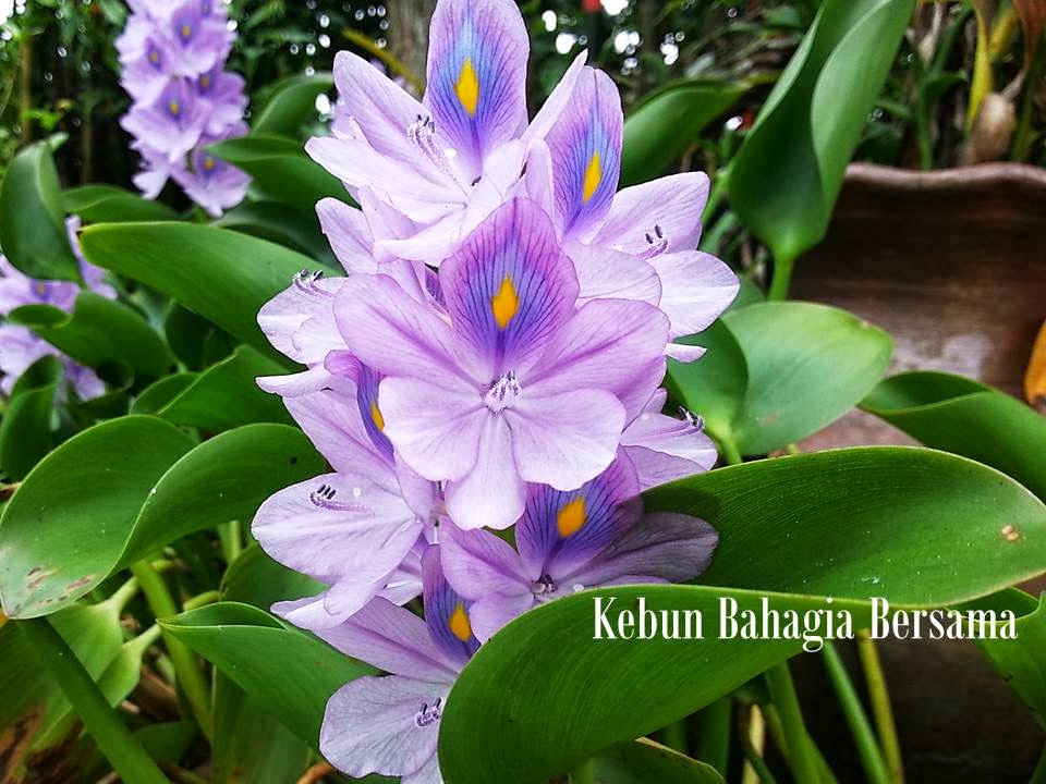 Kebun Bahagia Bersama Bunga Warna  Mauve Lilac  Lavender