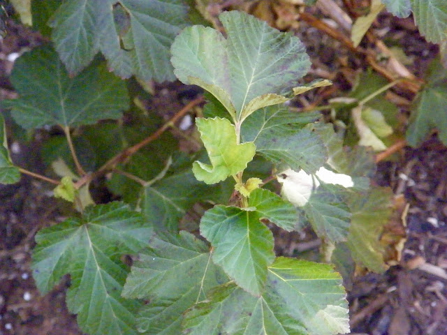 Newly planted shrub needs more water to prevent brown leaves and leaf drop.