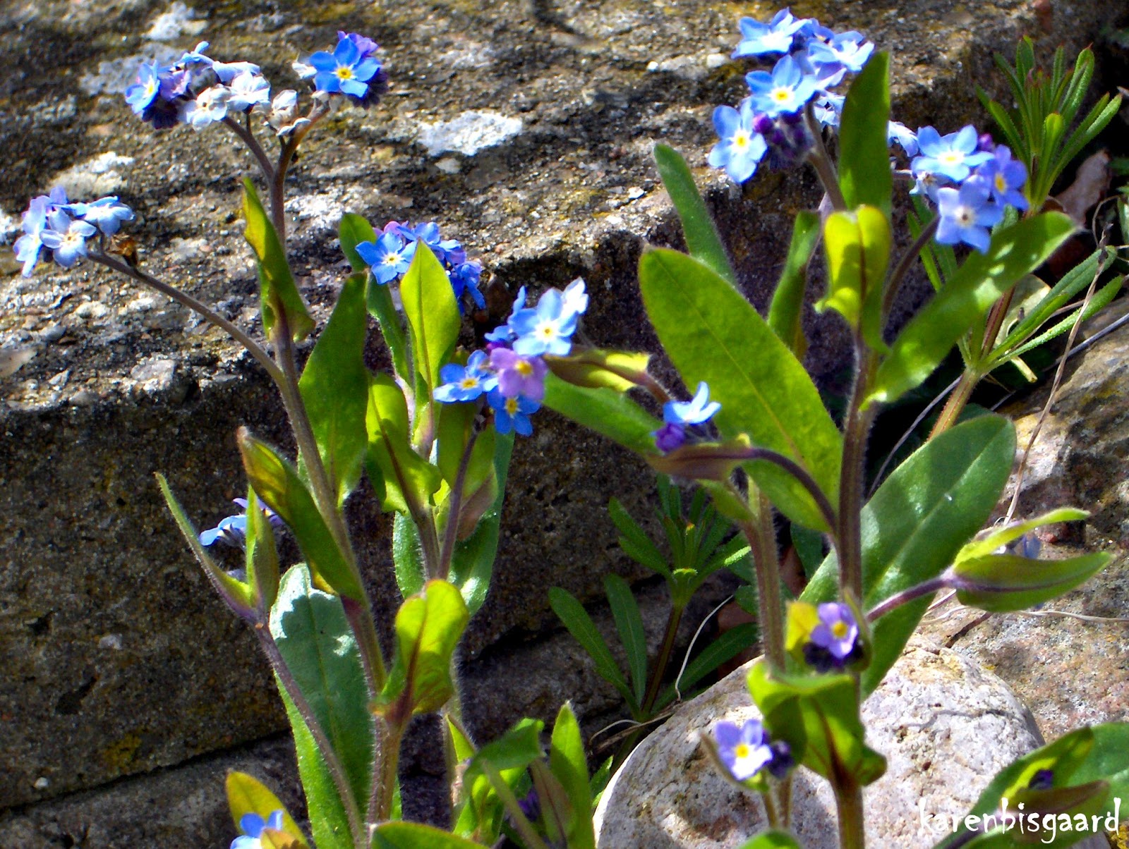 Karen`s Nature Photography Flowers in Front of Big Rocks.