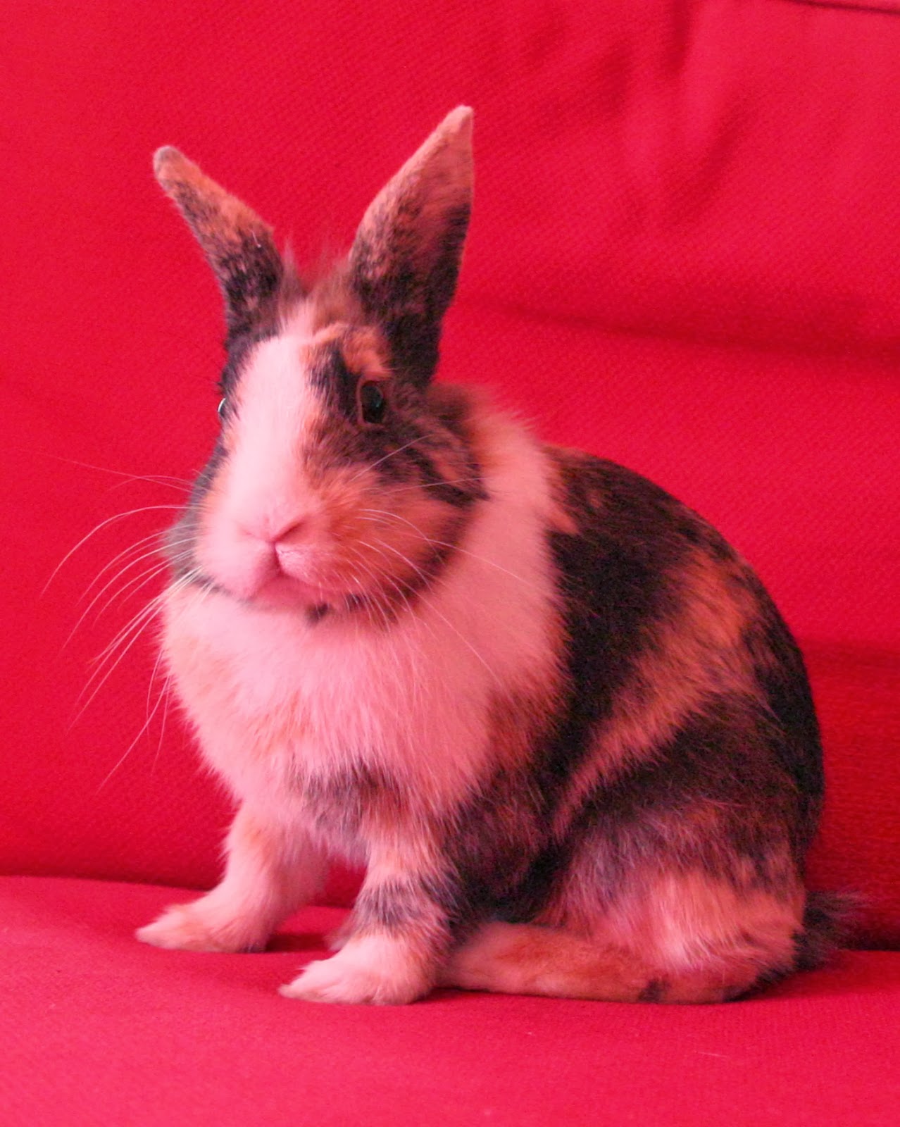 Annabel Helena: Meet Jip