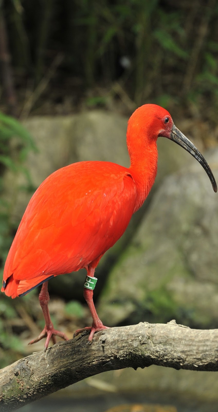 Picture of a scarlet ibis.