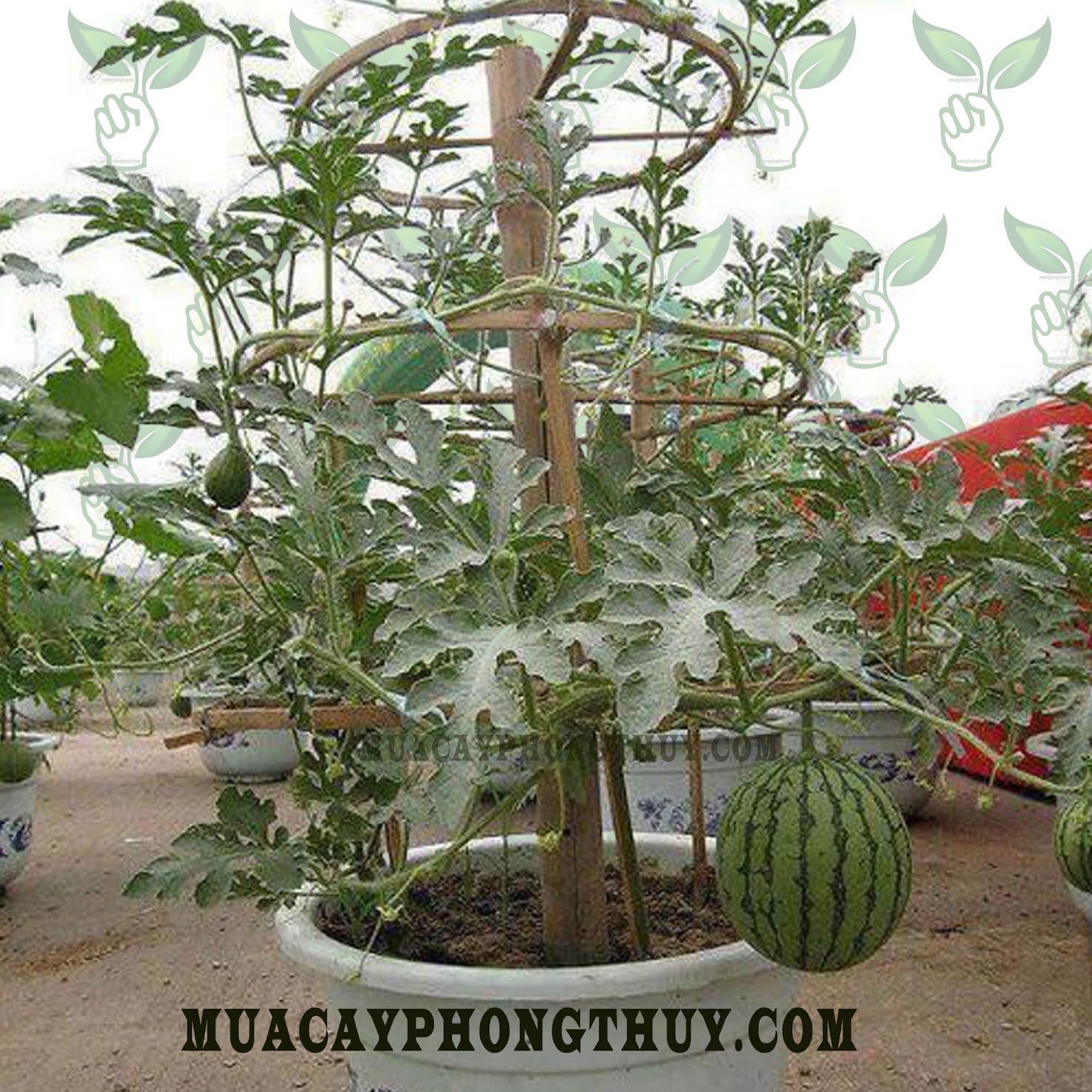 Арбузы дома выращивание на подоконнике