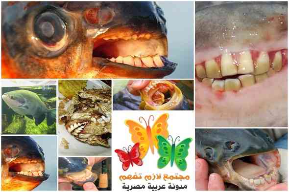 Pacu-Fish-with-Human-Teeth-باكو-سمكة-لها-اسنان-إنسان