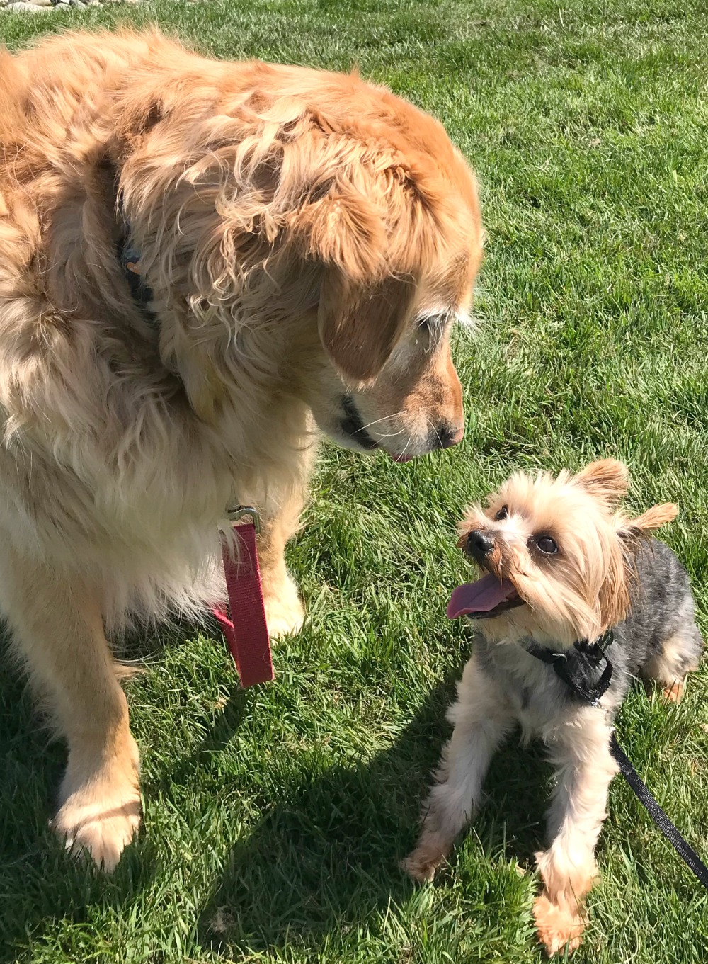 Fun Outdoor Activities for You and Your Dog