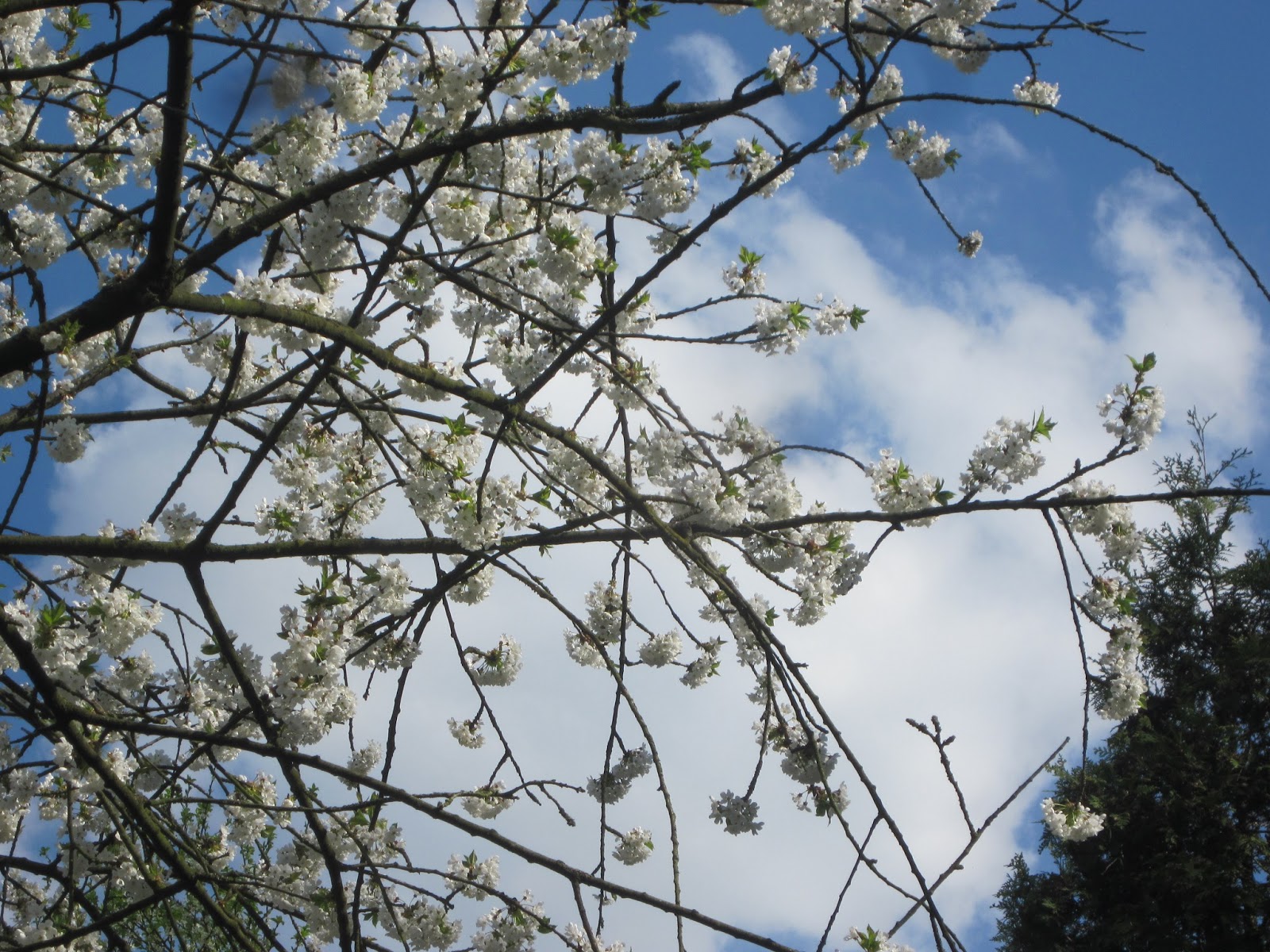 Produktproben und Kostenloses Blühende Kirschzweige