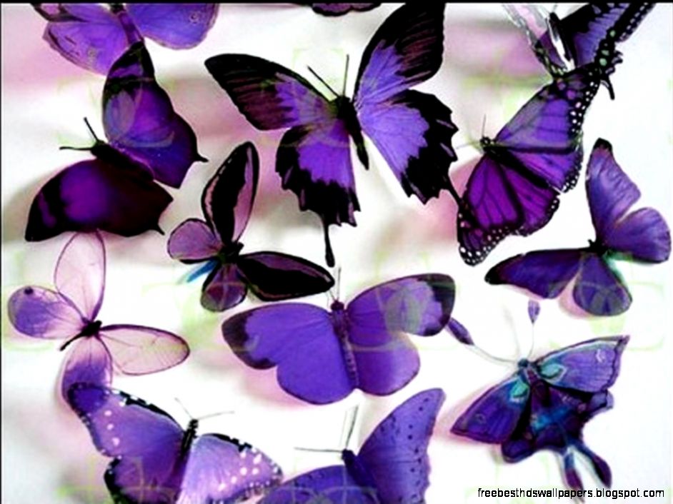 Purple Butterfly Screensavers | Free Best Hd Wallpapers