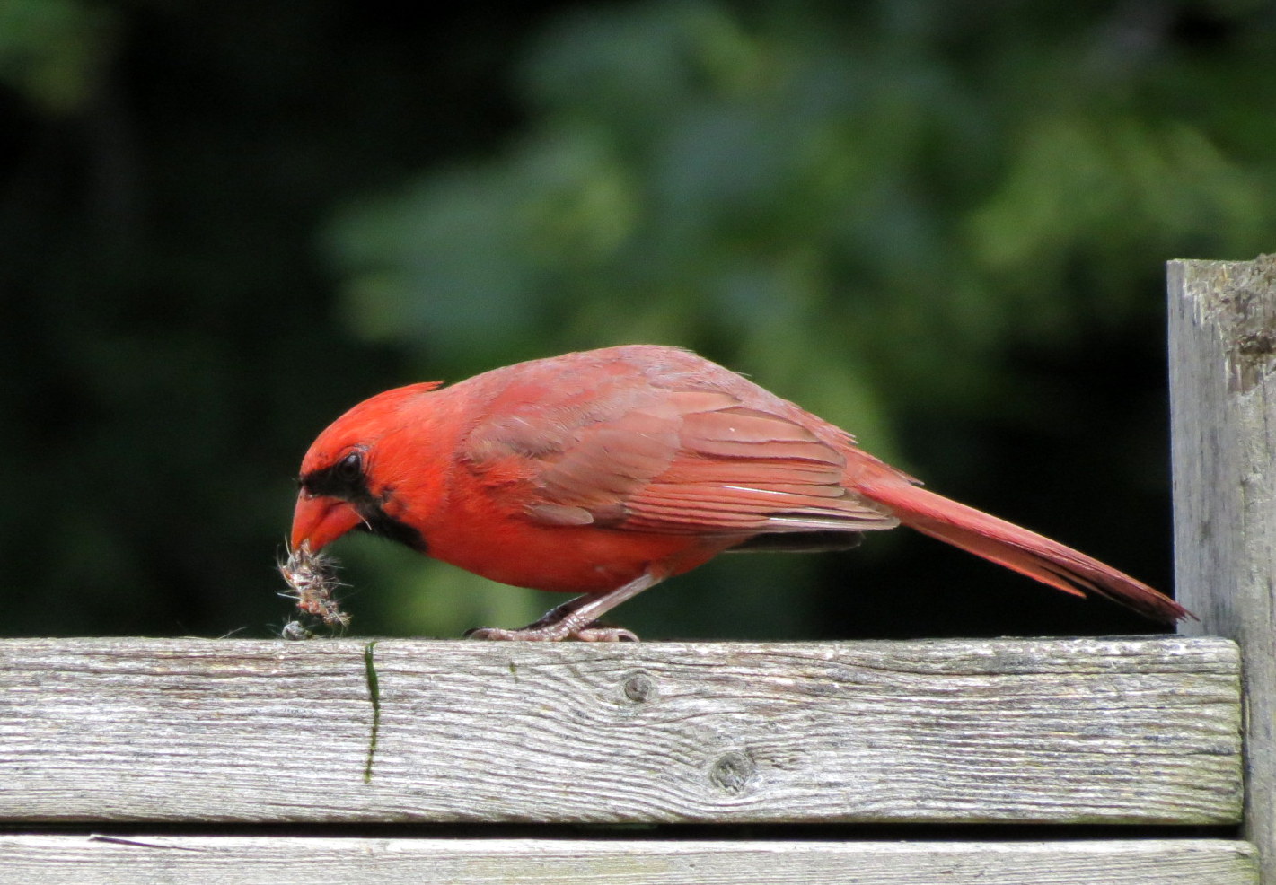 Northern Cardinal Eating Caterpillar Travels With Birds