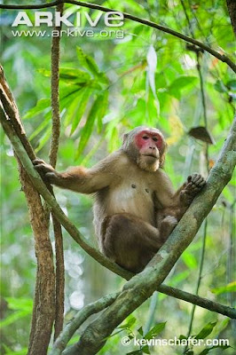 Stump tailed Macaque
