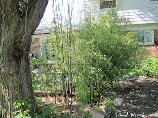 how to grow bamboo in cold climates, growing, michigan, winter, snow