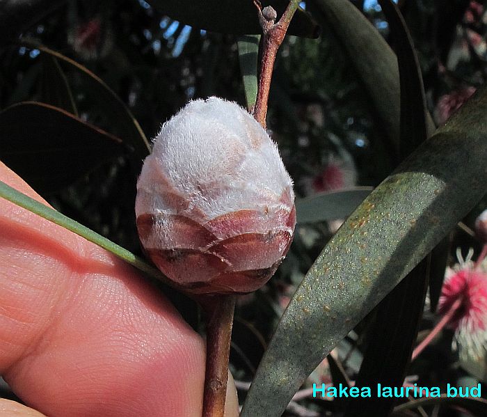 Esperance Wildflowers Pincushion Hakea Hakea laurina