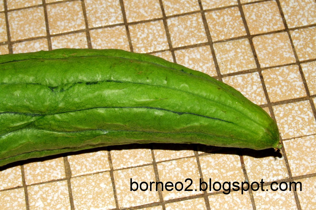 Borneo Island, Awaken To A Different World Sponge Gourd