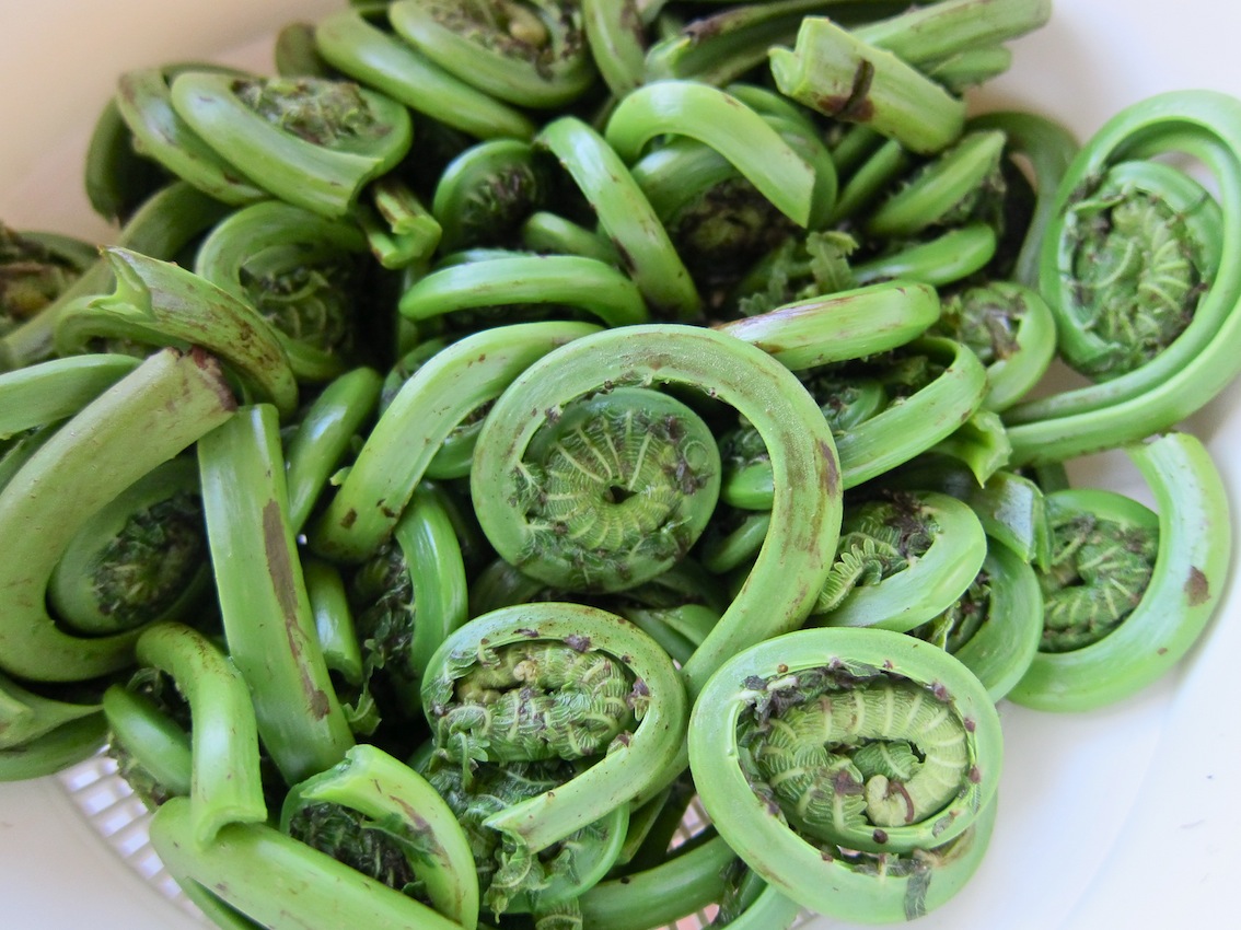 Figareau, cuisine évolutive: ‘Tis The Season For Fiddlehead Fern… But