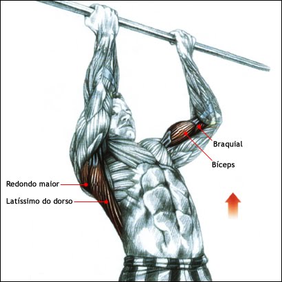 Exercícios com barra ou halter, há diferença na solicitação muscular? -  Treino Mestre