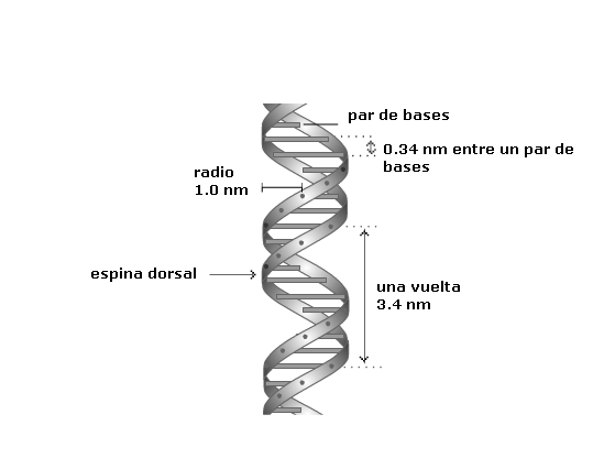ḼїδβӚϯЧ ᴙ ⱥ ¶ ¶ ¶ ¶: 1.1.2 El DESCUBRIMIENTO DE LA ESTRUCTURA DEL ADN