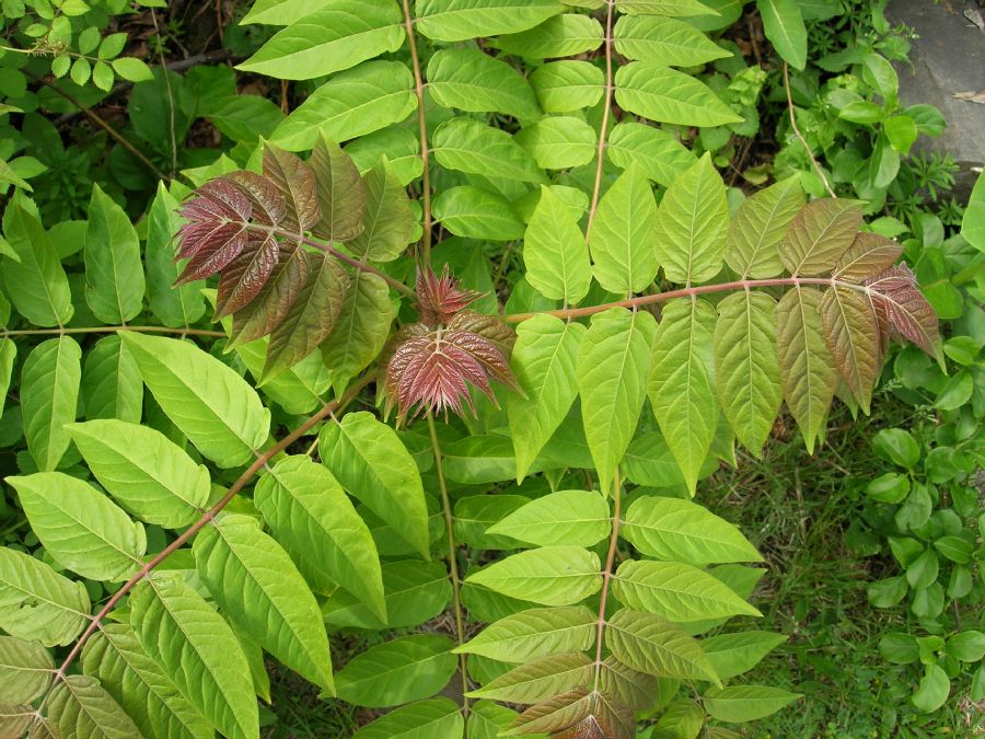 Айлант высочайший. Ailanthus altissima Айлант высочайший. Айлант китайский ясень. Айлант высочайший китайский ясень. Ailanthus Triphysa.