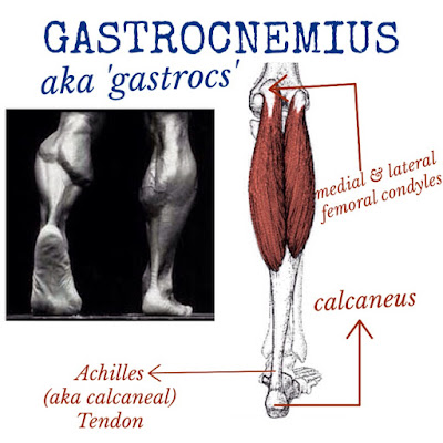 The Hip Joint: Gastrocnemius - lower leg muscle