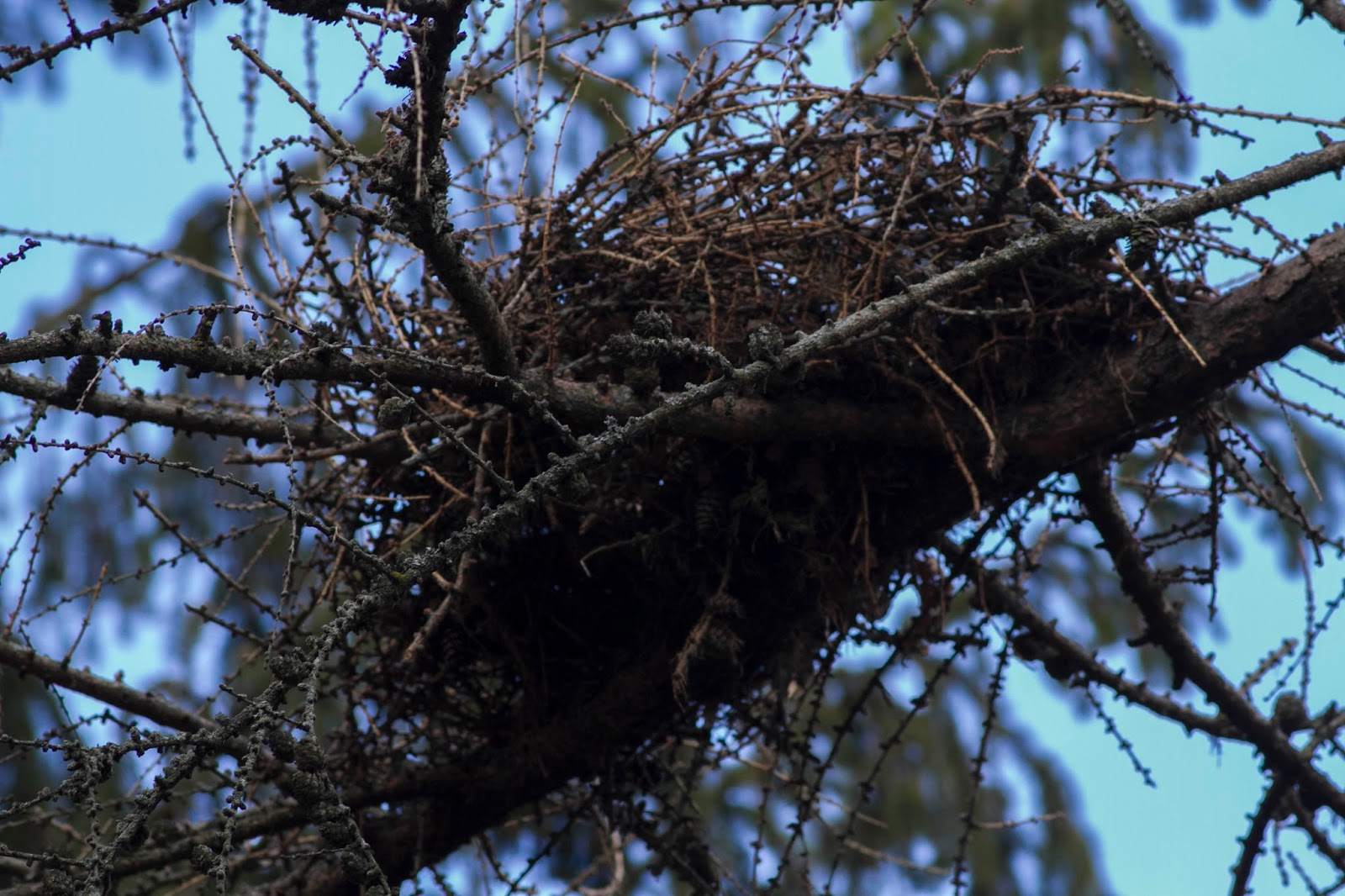 Ann Brokelman Photography Crow building nest March 21 2016