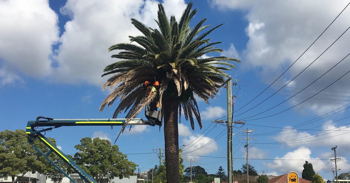 Benefits of Tree Lopping by Branch Management Total Tree Services