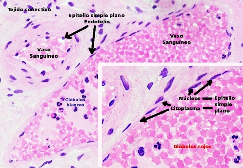 Plantão Médico HISTOLOGÍA TEJIDO EPITELIAL DE REVESTIMIENTO Y GLANDULAR