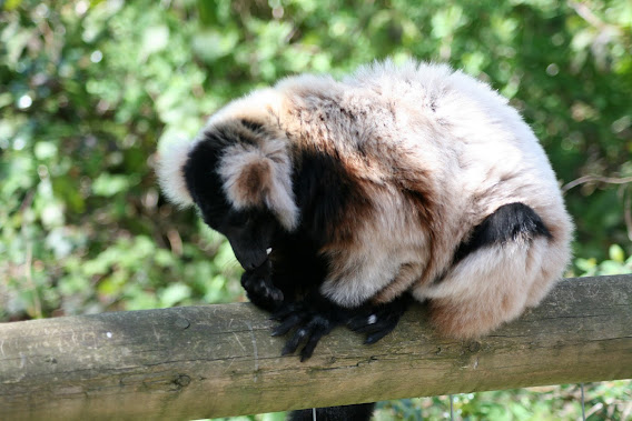 Ruffed lemur