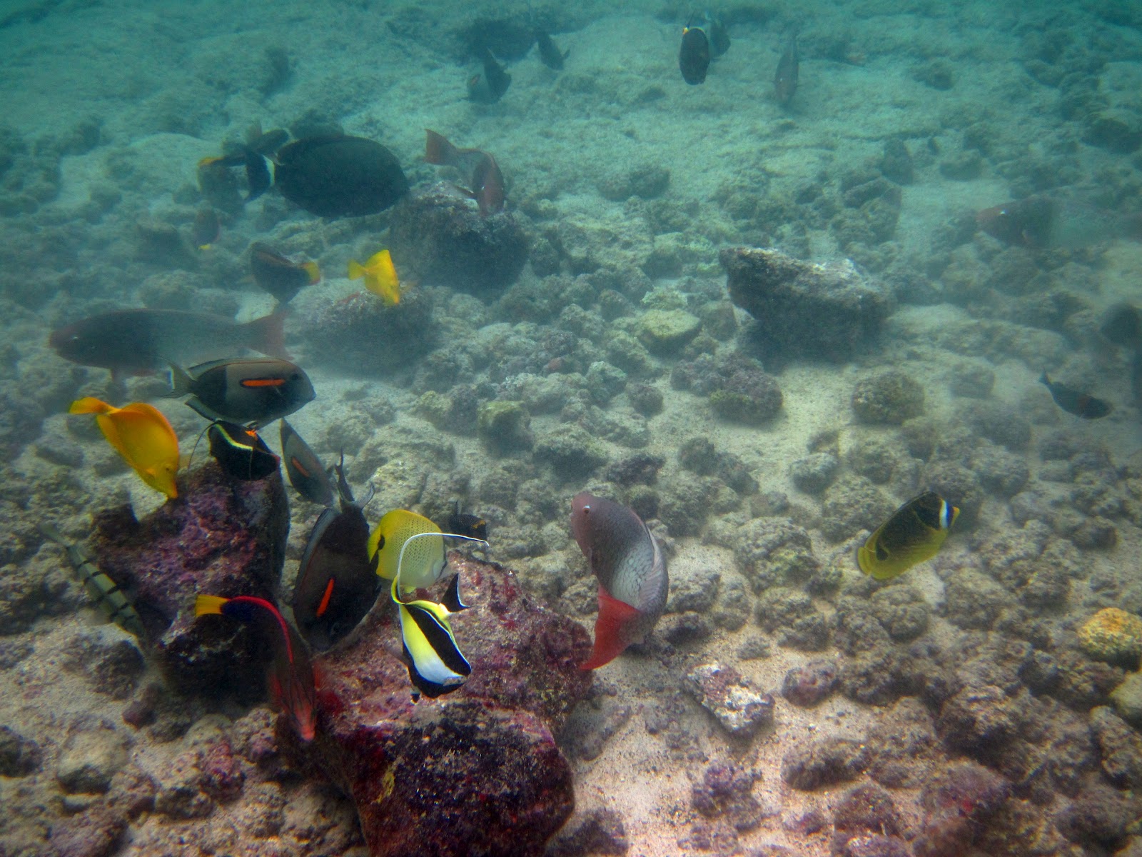 Kona Snorkeling, Fish Watching and Other Adventures Black Durgon Color