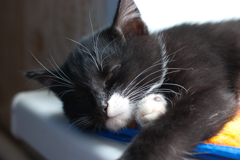 Handmade by Smilla: Кому подарить котенка?