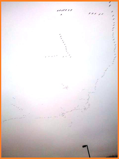 Large amount of Canada geese in the sky: 2 V-like segments, and a massive, chaotic curved line.