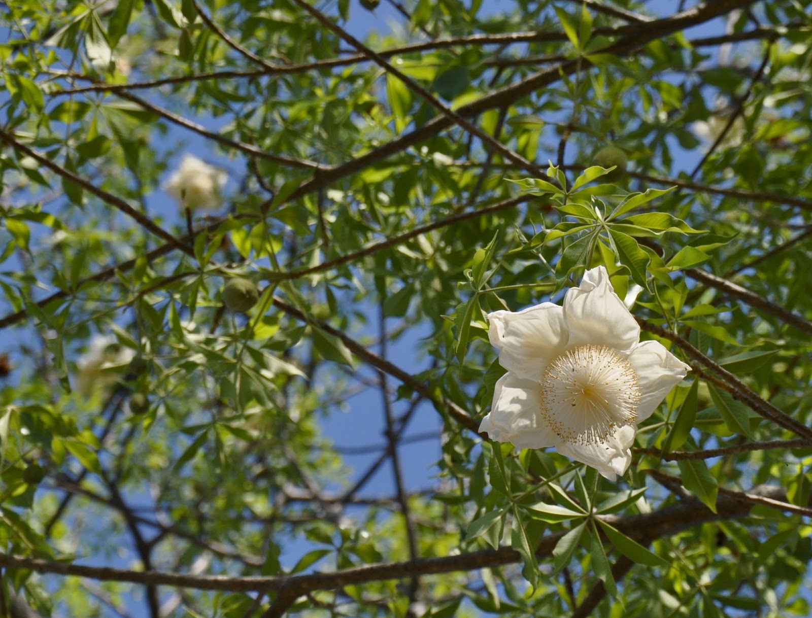 Snapping Africa The almost ballerina like Baobab flower opens at dusk, just on sunset