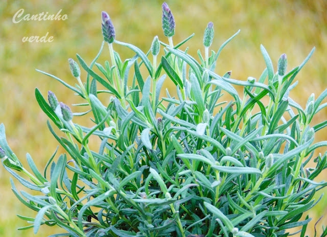 Cultivo da Lavanda (Rosmaninho, Alfazema)