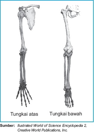 Skeleton / Rangka Apendikuler : Struktur dan Fungsi