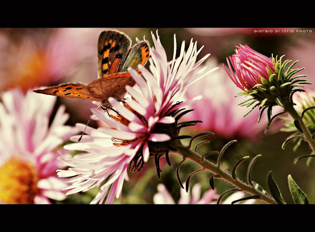 Beautiful Nature, natura, Nature, Foto Ischia, Farfalla, Butterfly, Effetto Cinemascope, macro, Canon Eos 450D, fiore, flower, 