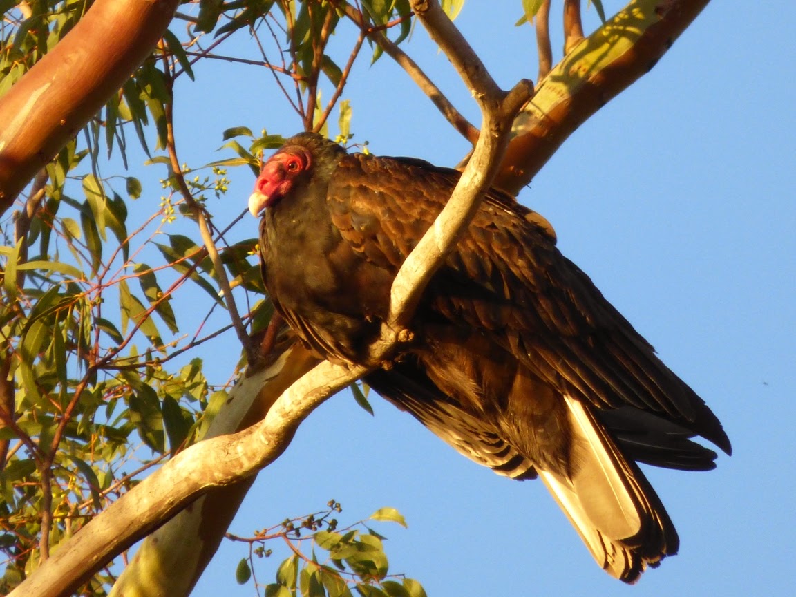 Geotripper's California Birds Bird of the Day Turkey Vultures at