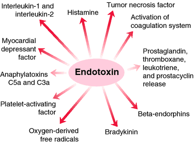 Intestinal lipopolysaccharide dissertation 02 image