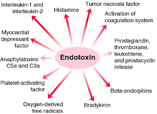 Intestinal lipopolysaccharide dissertation 05 picture
