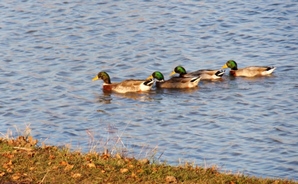 HTownWest Photo Blog Duck traffic control Pics of ducks and duck