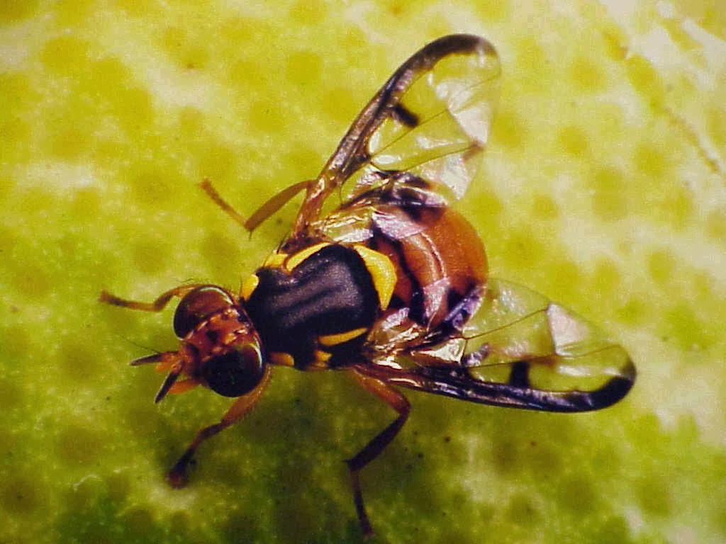 Fruit Flies Who Do It More Live Longer Fun Animals Wiki, Videos